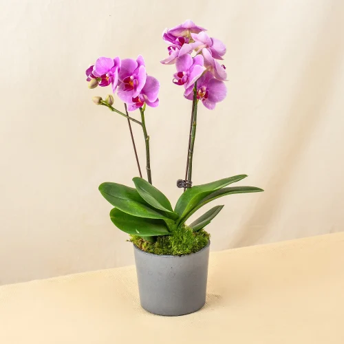 Chậu lan hồ điệp tím Đà Nẵng