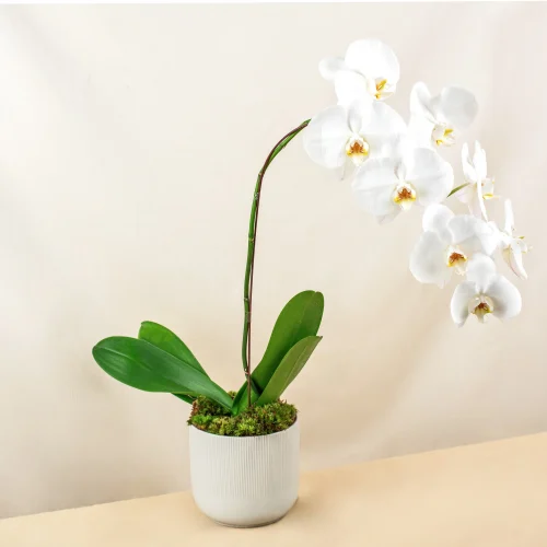 Chậu lan hồ điệp trắng Đà Nẵng