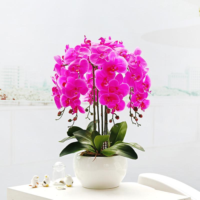 Chậu lan hồ điệp hồng sen Đà Nẵng